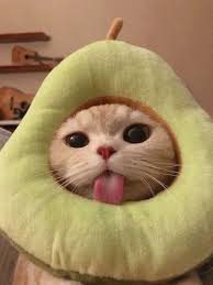 cat with an avocado hat