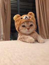 cat with a bear hat