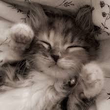 cute sleeping cat